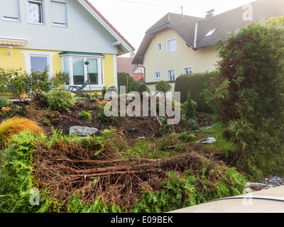 Un giardiniere ri-modifica un Thuje. Le opere in giardino., Ein Gaertner schneidet eine Thuje um. Arbeiten im Garten. Foto Stock