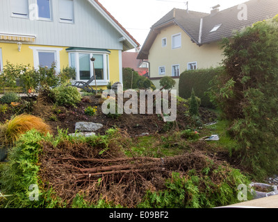 Un giardiniere ri-modifica un Thuje. Le opere in giardino., Ein Gaertner schneidet eine Thuje um. Arbeiten im Garten. Foto Stock