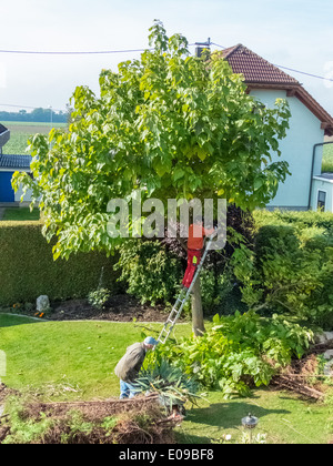 Un giardiniere ri-le modifiche di un albero. Le opere in giardino., Ein Gaertner schneidet einen Baum um. Arbeiten im Garten. Foto Stock