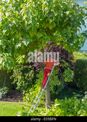 Un giardiniere ri-le modifiche di un albero. Le opere in giardino., Ein Gaertner schneidet einen Baum um. Arbeiten im Garten. Foto Stock