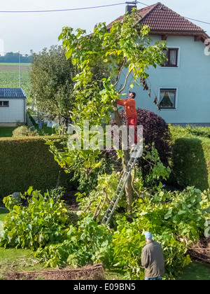 Un giardiniere ri-modifica un Thuje. Le opere in giardino., Ein Gaertner schneidet eine Thuje um. Arbeiten im Garten. Foto Stock