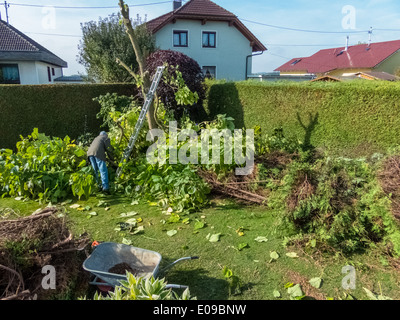 Un giardiniere ri-modifica un Thuje. Le opere in giardino., Ein Gaertner schneidet eine Thuje um. Arbeiten im Garten. Foto Stock