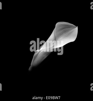 Calla Lily in Studio Foto Stock