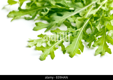Foglie di rucola su sfondo bianco Foto Stock