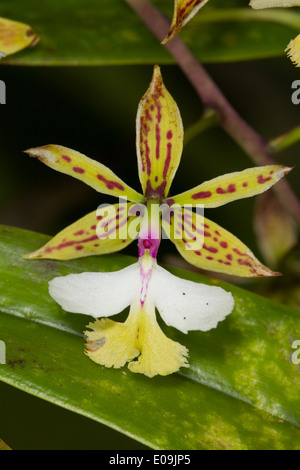 Epidendrum stamfordianum orchid Foto Stock