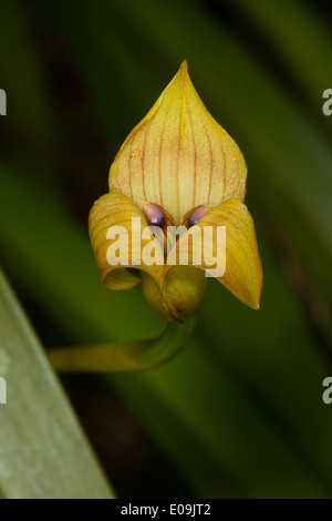 Bocca del drago Orchidea (Trigonidium egertonianum) Foto Stock