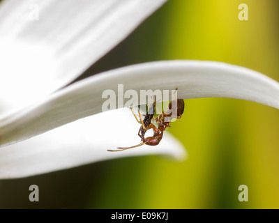 Ninfa di himacerus mirmicoides su oxeye daisy blossom con catturato thrips (suocerathrips lingus) Foto Stock