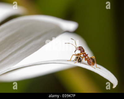 Ninfa di himacerus mirmicoides su oxeye daisy blossom con catturato thrips (suocerathrips lingus) Foto Stock