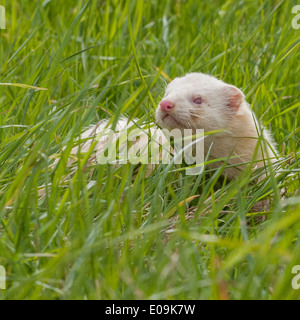 Un bianco albino ferret in erba lunga Foto Stock