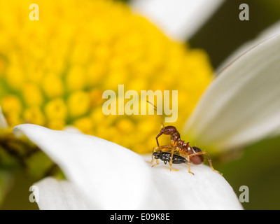 Ninfa di himacerus mirmicoides su oxeye daisy blossom con catturato thrips (suocerathrips lingus) Foto Stock