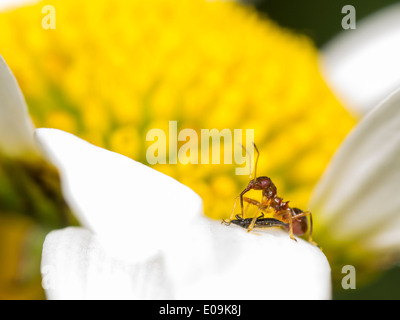 Ninfa di himacerus mirmicoides su oxeye daisy blossom con catturato thrips (suocerathrips lingus) Foto Stock