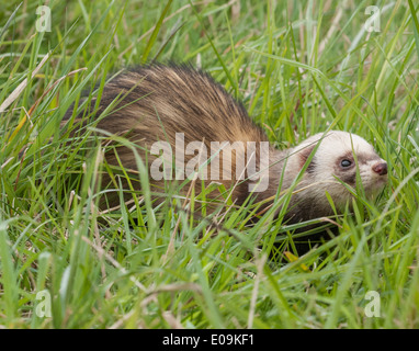 Un polo cat ferret in erba lunga Foto Stock