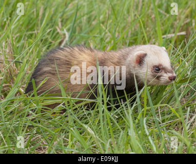 Un polo cat ferret in erba lunga Foto Stock