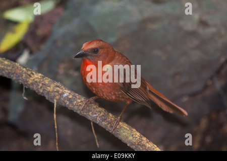 Rosso-throated Ant-tanager (Habia fuscicauda) Foto Stock