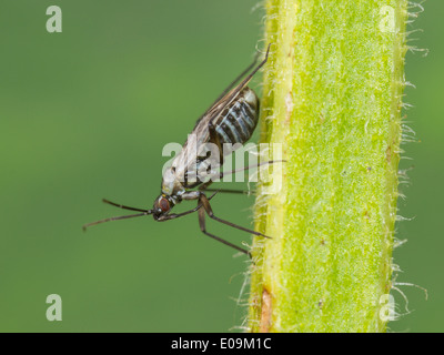 Macrotylus herrichi, femmina, sulla Sage Foto Stock