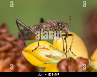 Redbacked bug (alydus calcaratus) su Bird's-Trifoglio del piede Foto Stock