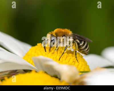 Stuccatore bee (colletes similis) su oxeye daisy (leucanthemum vulgare), femmina Foto Stock