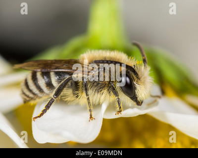 Stuccatore bee (colletes similis) su oxeye daisy (leucanthemum vulgare), maschio Foto Stock