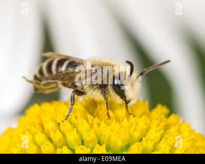 Stuccatore bee (colletes similis) su oxeye daisy (leucanthemum vulgare), maschio Foto Stock