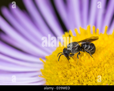 Mason bee (osmia crenulata) su fleabane annuale blossom (erigeron annuus), maschio Foto Stock