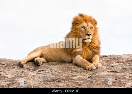 Lion (Panthera leo) su un masso di roccia fotografato in Tanzania Foto Stock