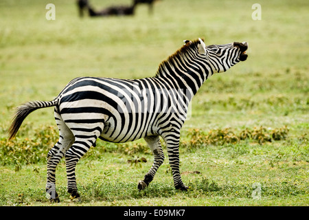 Plains zebra (Equus) Nighing, Parco Nazionale Serengeti, Tanzania, Africa Foto Stock