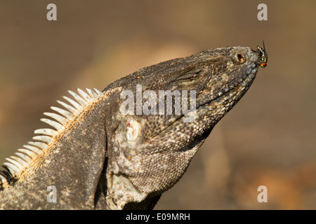 Nero (Iguana Ctenosaura similis) con una mosca sul suo naso Foto Stock