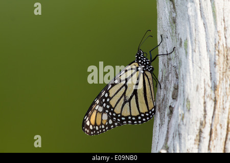 Farfalla monarca (Danaus plexippus) poggiante su un fencepost Foto Stock