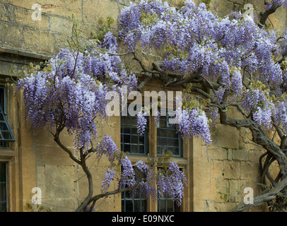 Il Glicine su una pietra di cotswold hotel, Broadway, Cotswolds, Worcestershire, Inghilterra Foto Stock