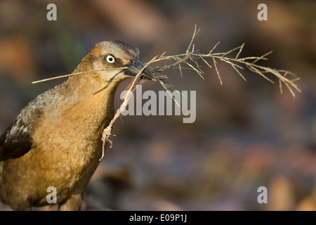 Grande femmina-tailed Grackle (Quiscalus mexicanus) che trasportano il materiale di nesting Foto Stock