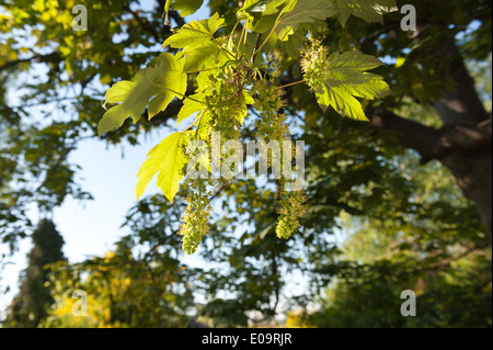 Nuovo sycamore acer semi di alberi di frutta in sviluppo uva come grumi sui rami pronti per la dispersione del vento alla fine della stagione Foto Stock
