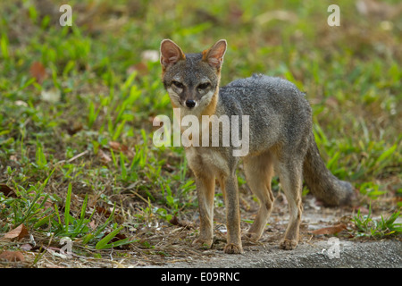 Gray Fox (Urocyon cinereoargenteus) Foto Stock