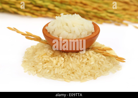 Paddy semi con riso bollito su sfondo bianco Foto Stock