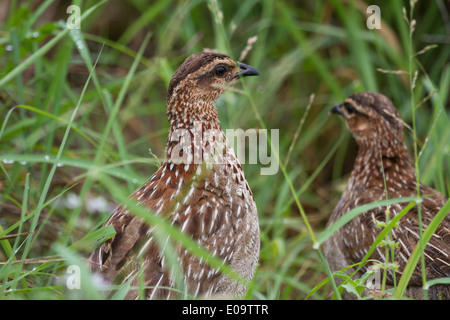 Crested Francolin (Francolinus sephaena) Foto Stock