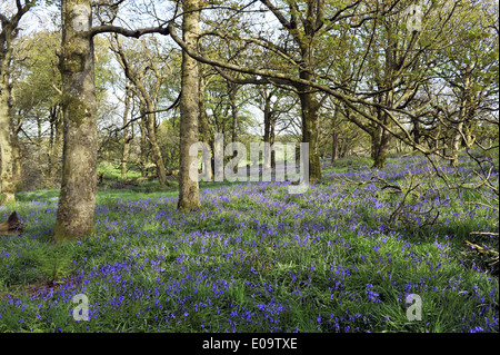 Bluebell legno a Ashley Chase, Dorset, Inghilterra Foto Stock