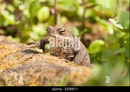 Adulto il rospo comune a caccia di bug e in preda al livello del suolo tra il muschio licheni vicino stagno dopo la deposizione delle uova Foto Stock