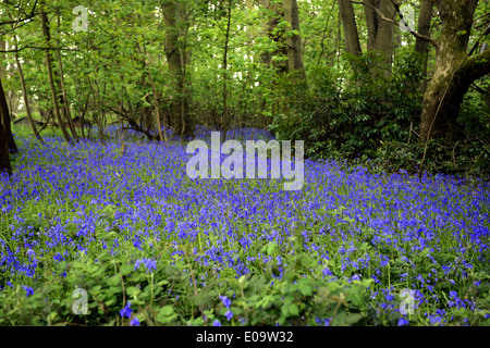 Un bluebell legno in Oxfordshire, Inghilterra a inizio estate Foto Stock