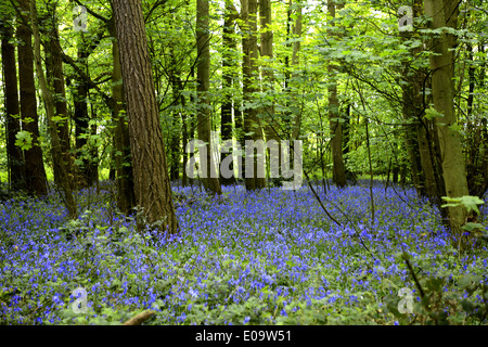 Un bluebell legno in Oxfordshire, Inghilterra a inizio estate Foto Stock