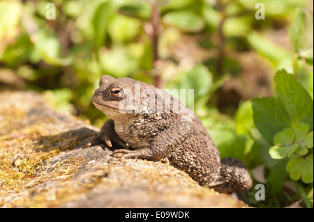 Adulto il rospo comune a caccia di bug e in preda al livello del suolo tra il muschio licheni vicino stagno dopo la deposizione delle uova Foto Stock