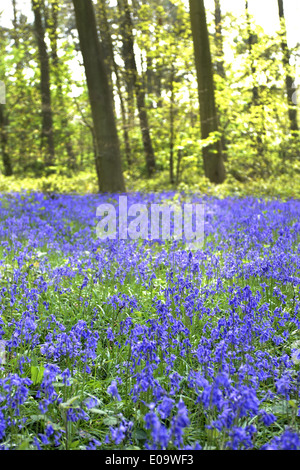 Un bluebell legno in Oxfordshire, Inghilterra a inizio estate Foto Stock