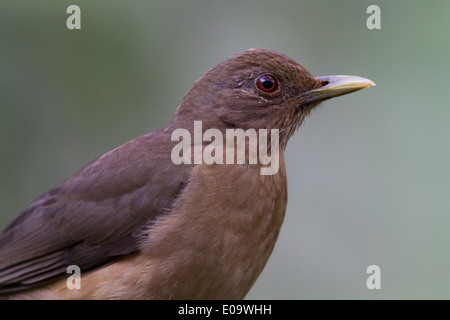 Clay-Robin colorati (Turdus grayi) Foto Stock