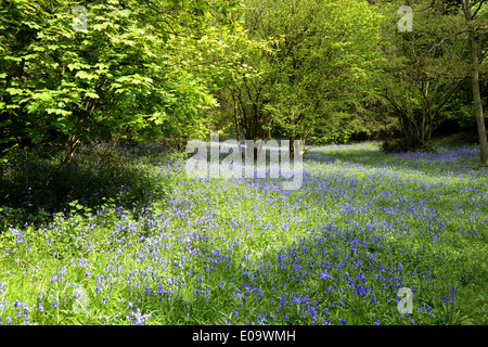 Un bluebell legno in Oxfordshire, Inghilterra a inizio estate Foto Stock