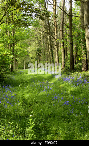 Bluebell legno a Ashley Chase, Dorset, Inghilterra Foto Stock