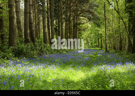 Un bluebell legno in Oxfordshire, Inghilterra a inizio estate Foto Stock