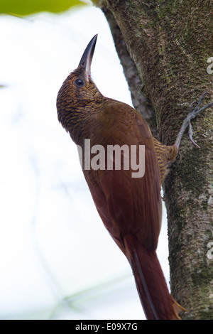 Northern sbarrate Woodcreeper (Dendrocolaptes sanctithomae) Foto Stock