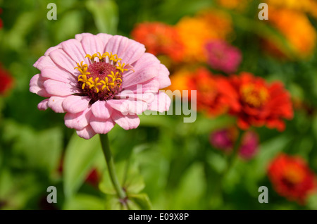 Un fiore di Zinnia è nel mezzo della fioritura aiuola sfocata. Foto Stock