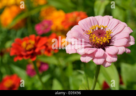 Un fiore di Zinnia è nel mezzo della fioritura aiuola sfocata. Foto Stock