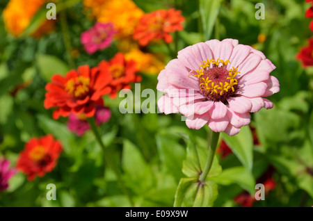 Un fiore di Zinnia è nel mezzo della fioritura aiuola sfocata. Foto Stock