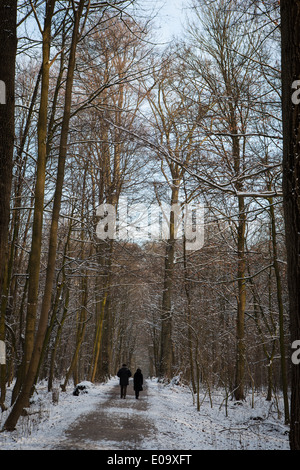 Neve invernale nella Foresta di Soignies, Foret de Soignes, o Zoniënwoud, un 11.000 ettari di bosco a sud-est di Bruxelles. Foto Stock