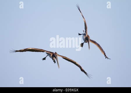 Marrone immaturi pellicani (Pelecanus occidentalis) in volo Foto Stock